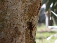 Anolis properus