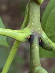 Fraxinus biltmoreana