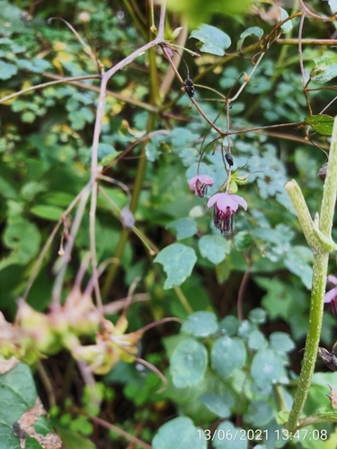 Thalictrum podocarpum, photograph 6