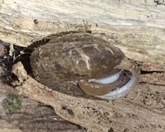 Euchemotrema fraternum