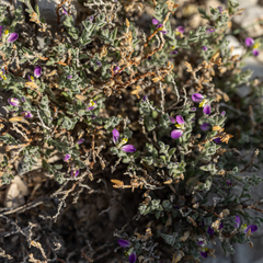 Hebecarpa macradenia