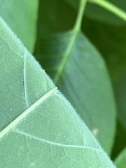 Fraxinus biltmoreana