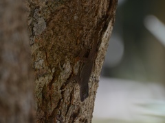 Anolis properus