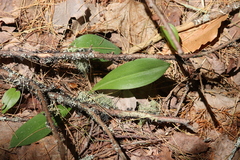 Clintonia borealis