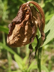 Cypripedium parviflorum