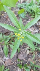 Angiospermae