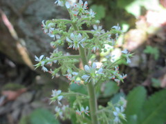 Micranthes micranthidifolia