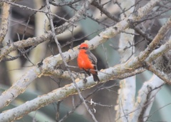 Pyrocephalus rubinus