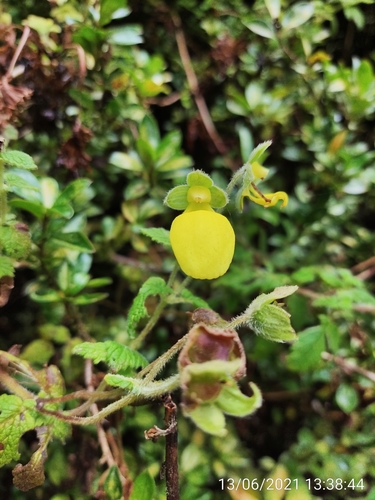 Calceolaria lamiifolia (Calceolaria lamiifolia)