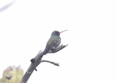 Cynanthus latirostris