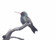 Cynanthus latirostris