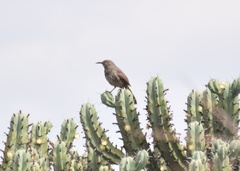 Toxostoma curvirostre