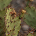 Opuntia spinosibacca - Photo (c) Cathryn Hoyt, some rights reserved (CC BY-NC)