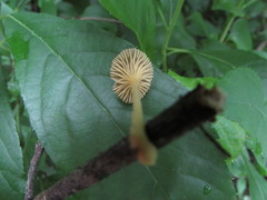 Gerronema subclavatum