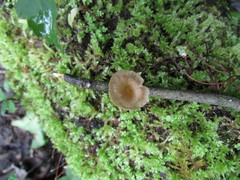 Gerronema subclavatum