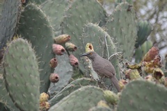 Toxostoma curvirostre