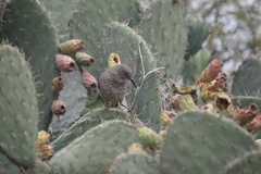 Toxostoma curvirostre