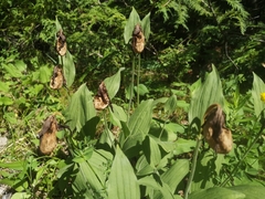 Cypripedium parviflorum