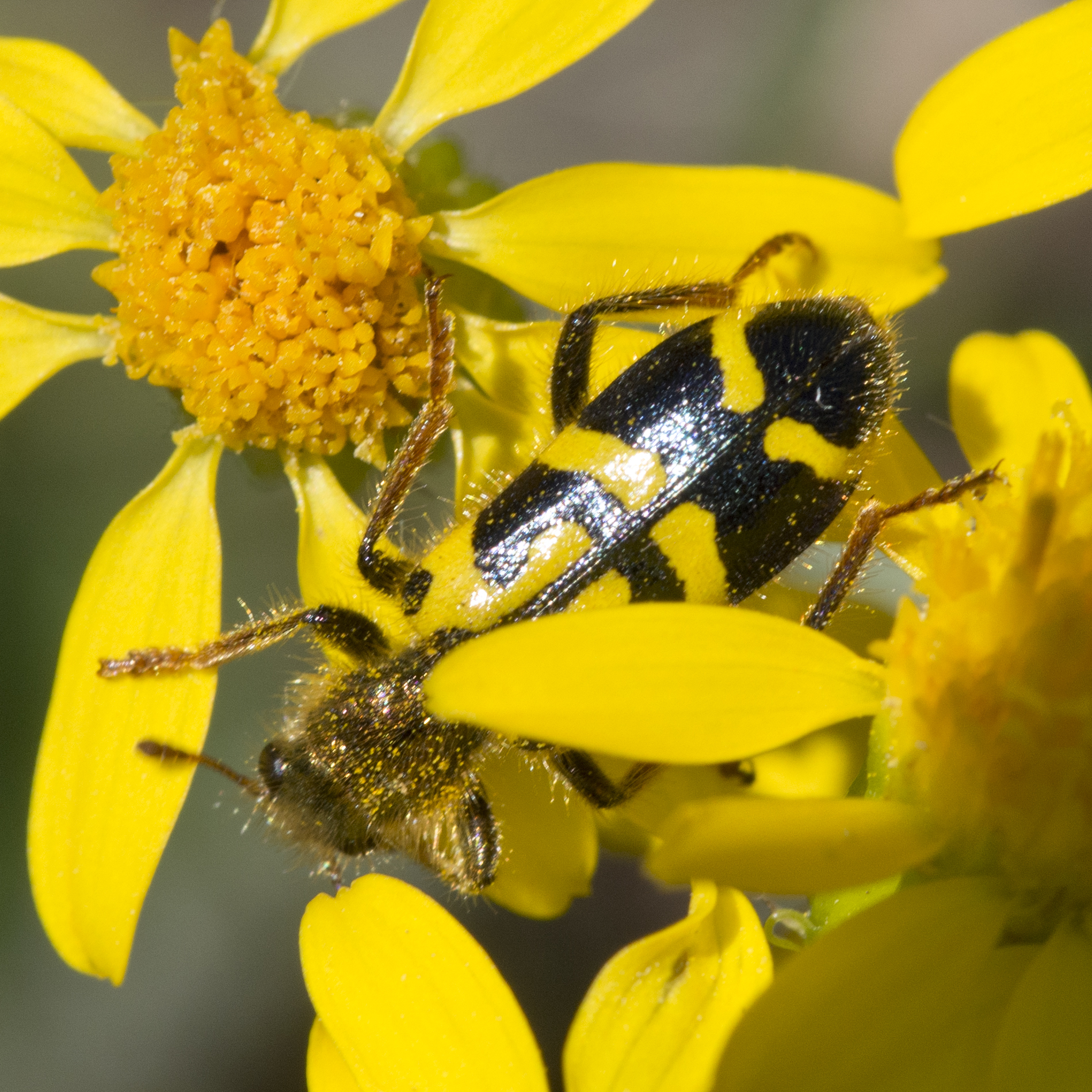 yellow and blue-black ornate checkered beetle on yellow flowers
