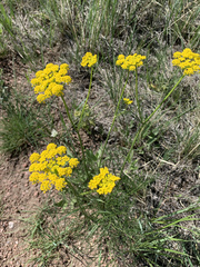 Pseudocymopterus
