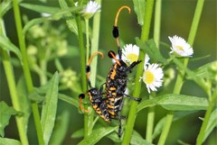 Aristobia approximator