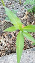 Magnoliopsida