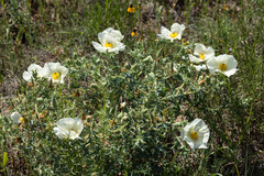 Argemone chisosensis