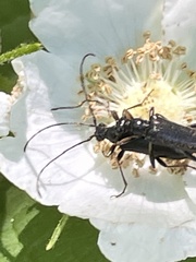 Strangalepta abbreviata