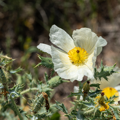 Argemone chisosensis