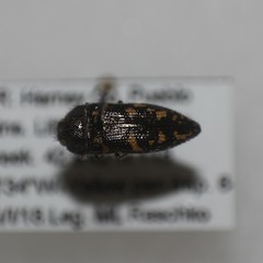 Acmaeodera acuta