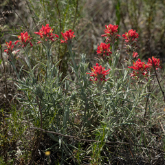 Castilleja lanata