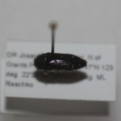 Acmaeodera angelica