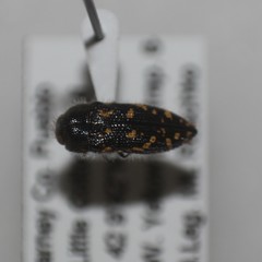 Acmaeodera bishopiana