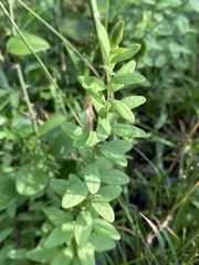 Comandra umbellata umbellata