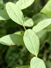 Comandra umbellata umbellata