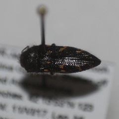 Acmaeodera dolorosa