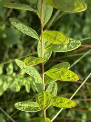 Comandra umbellata umbellata