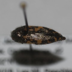 Acmaeodera hepburnii