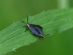 Dichomeris nonstrigella