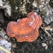 Golden Reishi - Photo (c) williammay1972, some rights reserved (CC BY-NC)