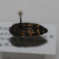 Acmaeodera idahoensis