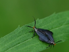 Dichomeris nonstrigella