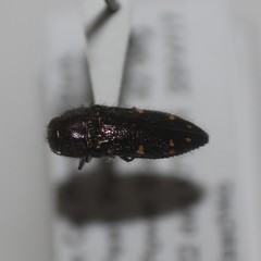 Acmaeodera nexa