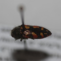 Acmaeodera purshiae