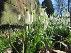 Galanthus nivalis