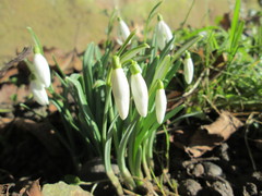 Galanthus nivalis