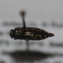 Acmaeodera retifera