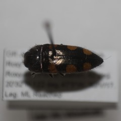 Acmaeodera sinuata sexnotata