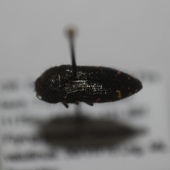 Acmaeodera vandykei
