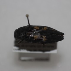 Buprestis laeviventris